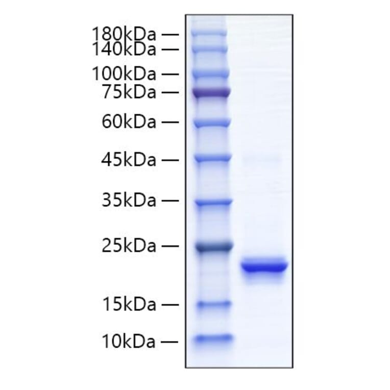 SDS-PAGE - Recombinant Human IFNA4 Protein (C-terminal His Tag) (A330765) - Antibodies.com