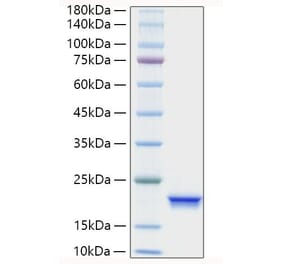SDS-PAGE - Recombinant Human IFNA4 Protein (A330766) - Antibodies.com