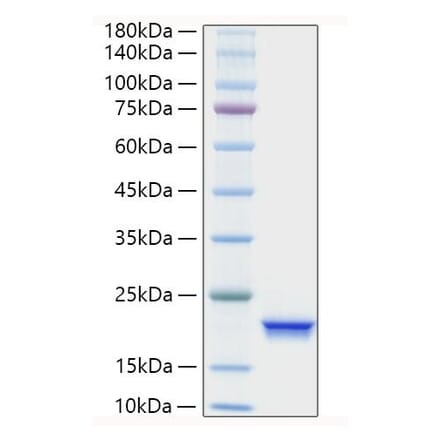 SDS-PAGE - Recombinant Human IFNA4 Protein (A330766) - Antibodies.com