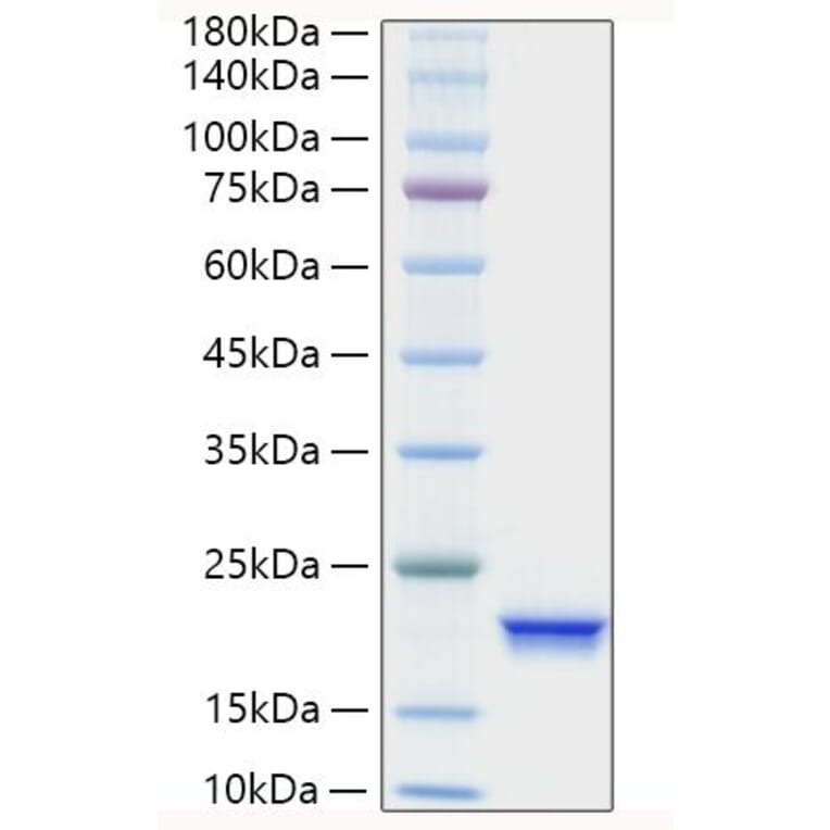 SDS-PAGE - Recombinant Human IFNA4 Protein (A330766) - Antibodies.com
