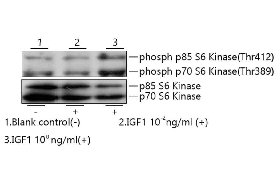Western Blot - Recombinant Human IGF1 Protein (C-terminal Human Fc and His Tag) (A330770) - Antibodies.com