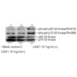 Western Blot - Recombinant Human IGF1 Protein (C-terminal Human Fc and His Tag) (A330770) - Antibodies.com