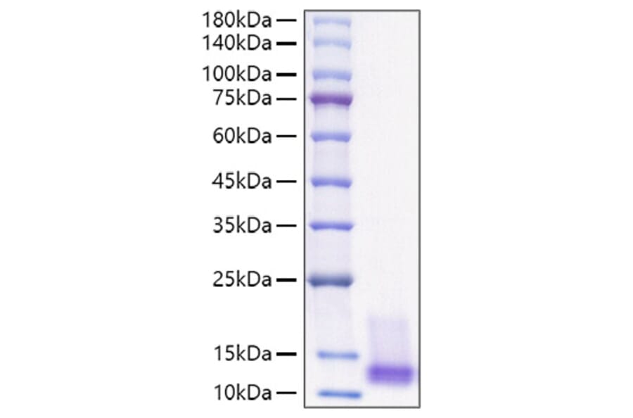 SDS-PAGE - Recombinant Human IGF1 Protein (A330771) - Antibodies.com