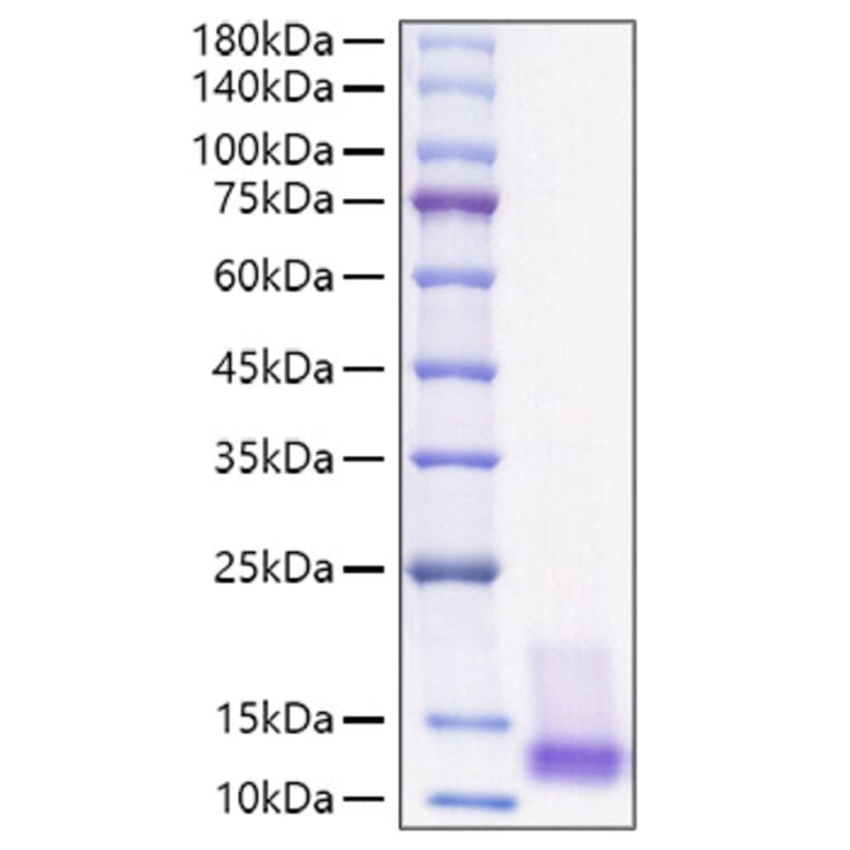 SDS-PAGE - Recombinant Human IGF1 Protein (A330771) - Antibodies.com