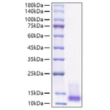 SDS-PAGE - Recombinant Human IGF1 Protein (A330771) - Antibodies.com