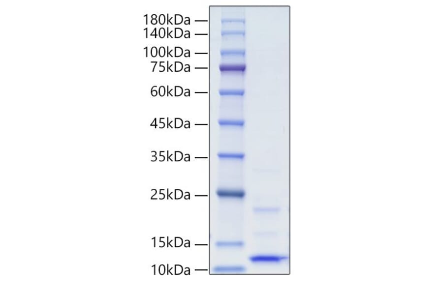 SDS-PAGE - Recombinant Human IGF1 Protein (A330772) - Antibodies.com