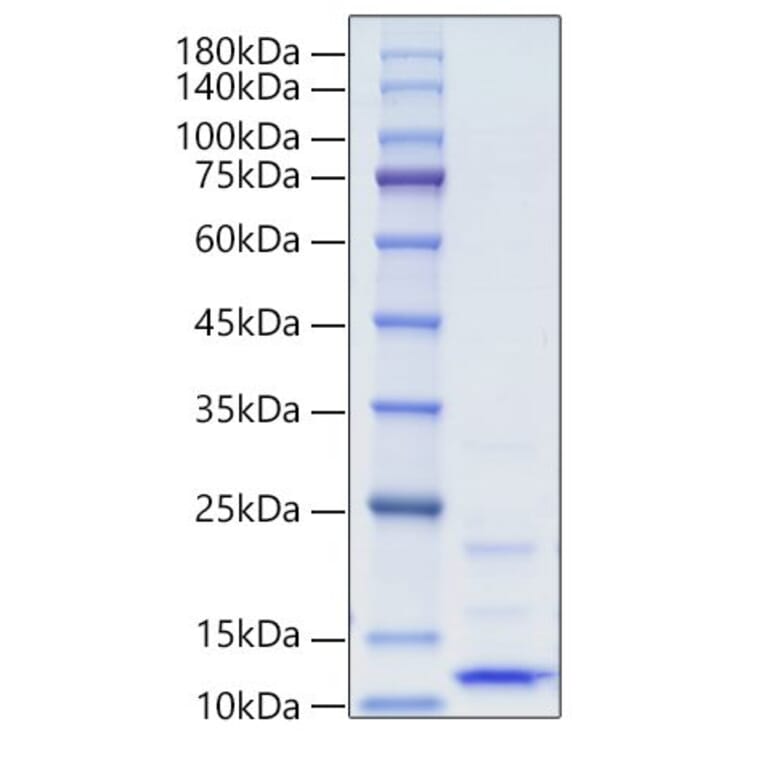 SDS-PAGE - Recombinant Human IGF1 Protein (A330772) - Antibodies.com