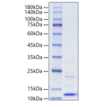 SDS-PAGE - Recombinant Human IGF1 Protein (A330772) - Antibodies.com
