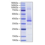 SDS-PAGE - Recombinant Human IGF2 Protein (C-terminal Human Fc Tag) (A330775) - Antibodies.com