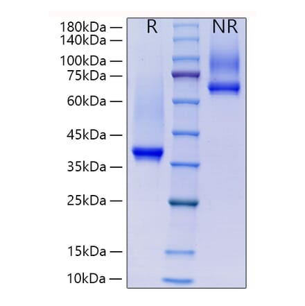 SDS-PAGE - Recombinant Human IgG Protein (C-terminal His Tag) (A330785) - Antibodies.com