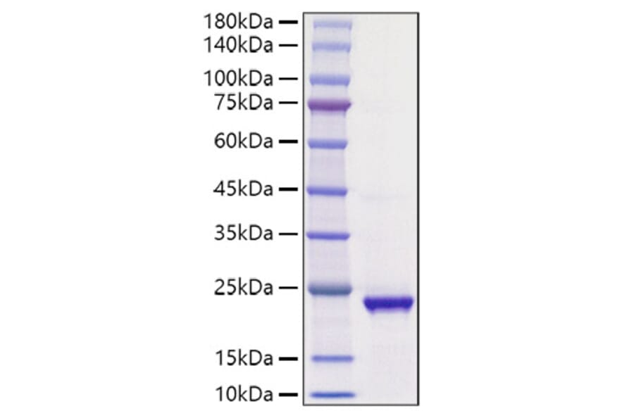 SDS-PAGE - Recombinant Human Ihh Protein (A330789) - Antibodies.com