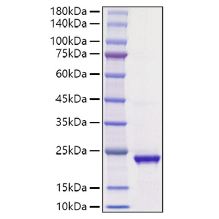 SDS-PAGE - Recombinant Human Ihh Protein (A330789) - Antibodies.com