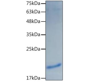 SDS-PAGE - Recombinant Mouse IL-1 alpha Protein (C-terminal His Tag) (A330791) - Antibodies.com