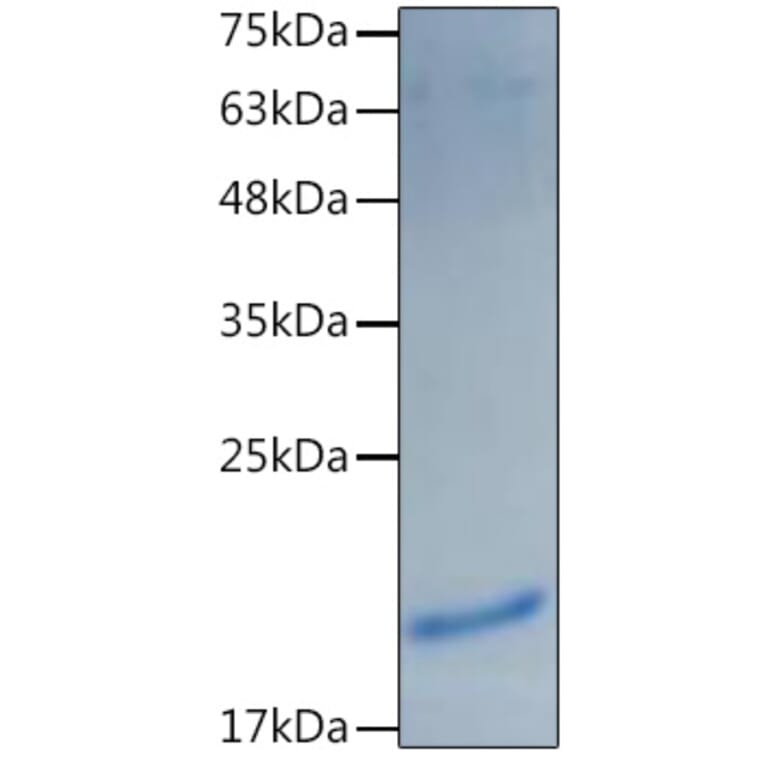 SDS-PAGE - Recombinant Mouse IL-1 alpha Protein (C-terminal His Tag) (A330791) - Antibodies.com