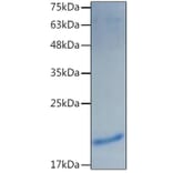 SDS-PAGE - Recombinant Mouse IL-1 alpha Protein (C-terminal His Tag) (A330791) - Antibodies.com