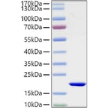 SDS-PAGE - Recombinant Mouse IL-1 beta Protein (C-terminal His Tag) (A330795) - Antibodies.com