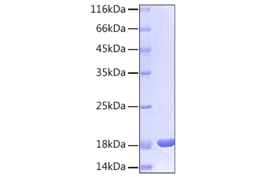 SDS-PAGE - Recombinant Human IL-1 beta Protein (C-terminal His Tag) (A330797) - Antibodies.com