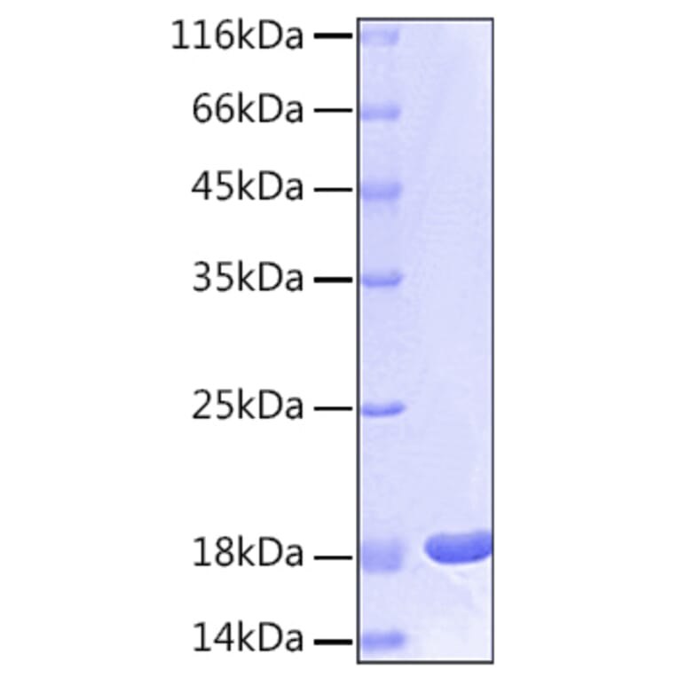 SDS-PAGE - Recombinant Human IL-1 beta Protein (C-terminal His Tag) (A330797) - Antibodies.com