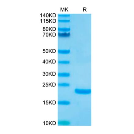 Tris-Bis PAGE - Recombinant Human IL-10 Protein (Biotin) (N-terminal His and Avi Tag) (A330805) - Antibodies.com