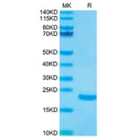 Tris-Bis PAGE - Recombinant Human IL-10 Protein (Biotin) (N-terminal His and Avi Tag) (A330805) - Antibodies.com
