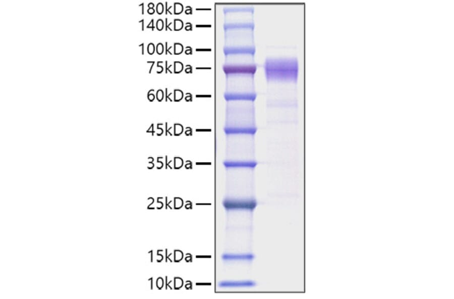 SDS-PAGE - Recombinant Human IL10RA Protein (C-terminal Human Fc Tag) (A330806) - Antibodies.com