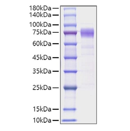 SDS-PAGE - Recombinant Human IL10RA Protein (C-terminal Human Fc Tag) (A330806) - Antibodies.com