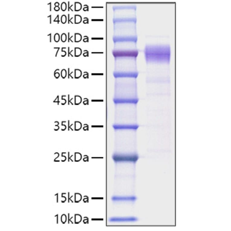SDS-PAGE - Recombinant Human IL10RA Protein (C-terminal Human Fc Tag) (A330806) - Antibodies.com