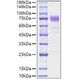 SDS-PAGE - Recombinant Human IL10RA Protein (C-terminal Human Fc Tag) (A330806) - Antibodies.com