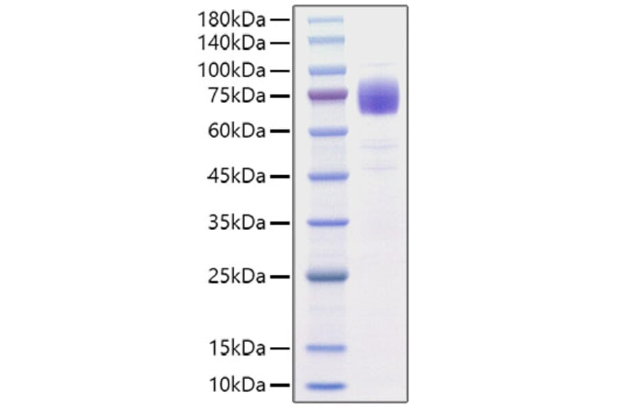 SDS-PAGE - Recombinant Human IL10RA Protein (C-terminal Rabbit Fc Tag) (A330807) - Antibodies.com