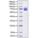 SDS-PAGE - Recombinant Human IL10RA Protein (C-terminal Rabbit Fc Tag) (A330807) - Antibodies.com
