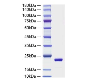 SDS-PAGE - Recombinant Mouse IL-11 Protein (A330808) - Antibodies.com
