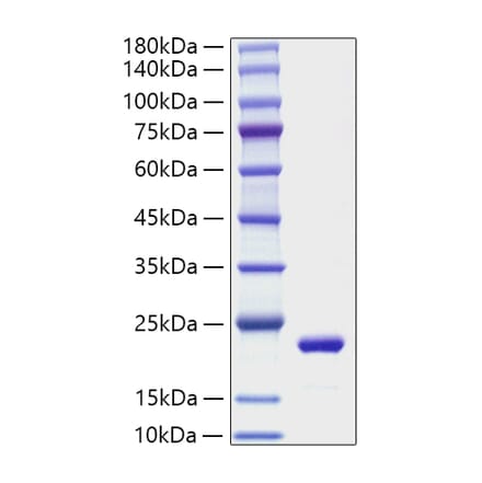 SDS-PAGE - Recombinant Mouse IL-11 Protein (A330808) - Antibodies.com