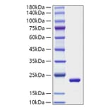 SDS-PAGE - Recombinant Mouse IL-11 Protein (A330808) - Antibodies.com
