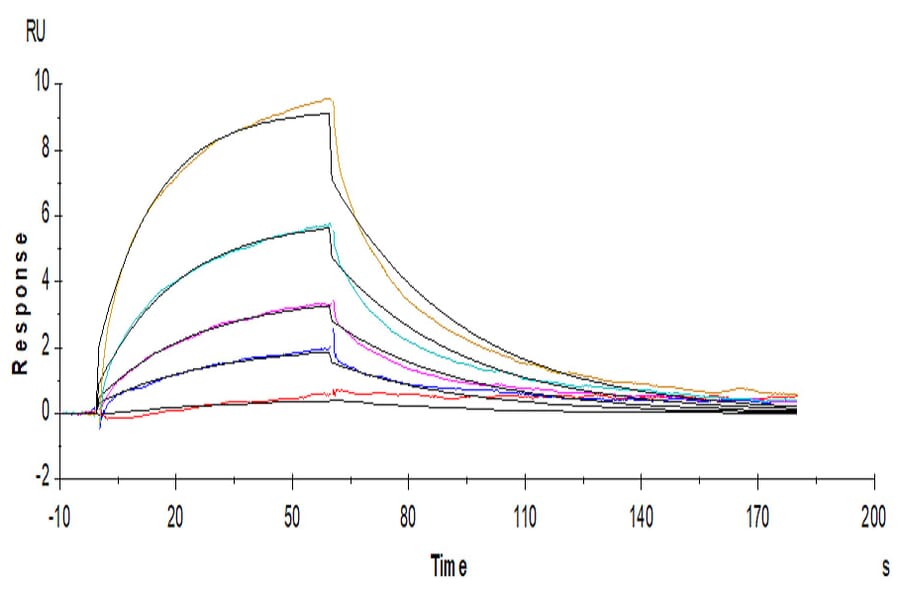 SPR Assay - Recombinant Human IL-12RB1 Protein (C-terminal His Tag) (A330812) - Antibodies.com