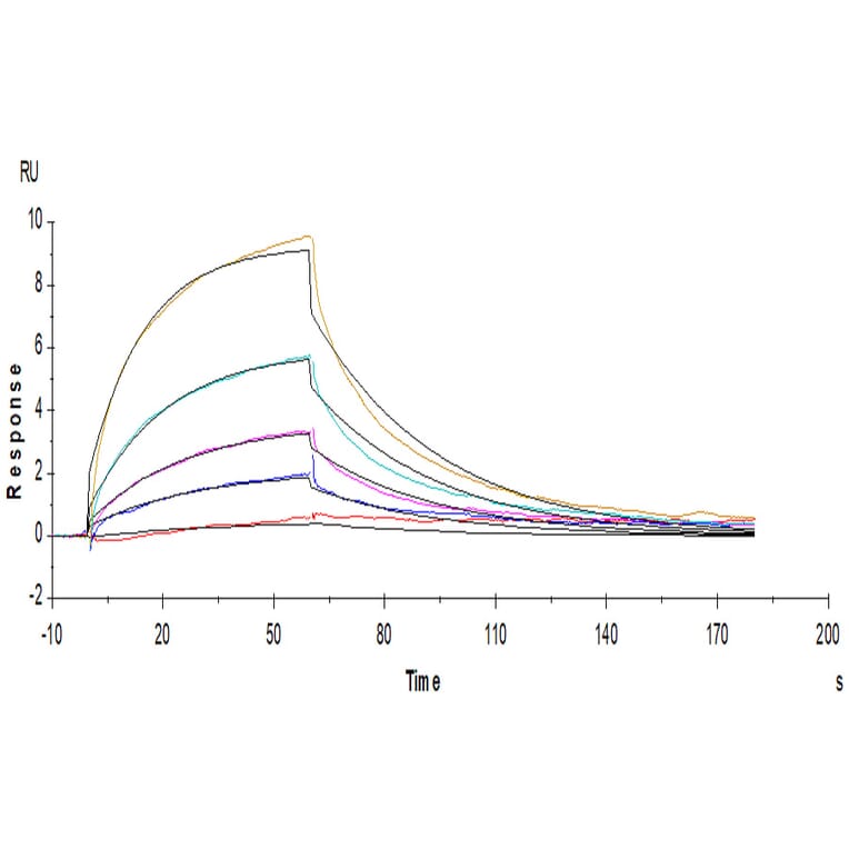 SPR Assay - Recombinant Human IL-12RB1 Protein (C-terminal His Tag) (A330812) - Antibodies.com
