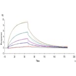 SPR Assay - Recombinant Human IL-12RB1 Protein (C-terminal His Tag) (A330812) - Antibodies.com