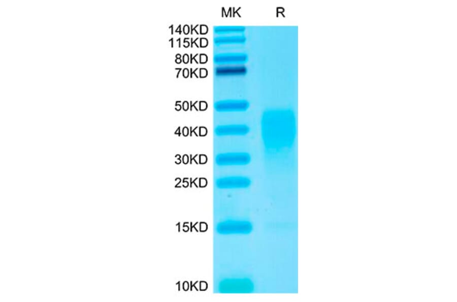 Tris-Bis PAGE - Recombinant Human IL-13 Protein (Biotin) (N-terminal His and Avi Tag) (A330813) - Antibodies.com