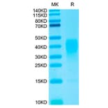 Tris-Bis PAGE - Recombinant Human IL-13 Protein (Biotin) (N-terminal His and Avi Tag) (A330813) - Antibodies.com