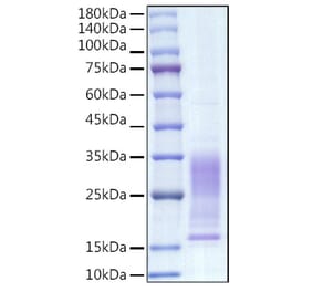 SDS-PAGE - Recombinant Mouse IL-13 Protein (C-terminal His Tag) (A330814) - Antibodies.com