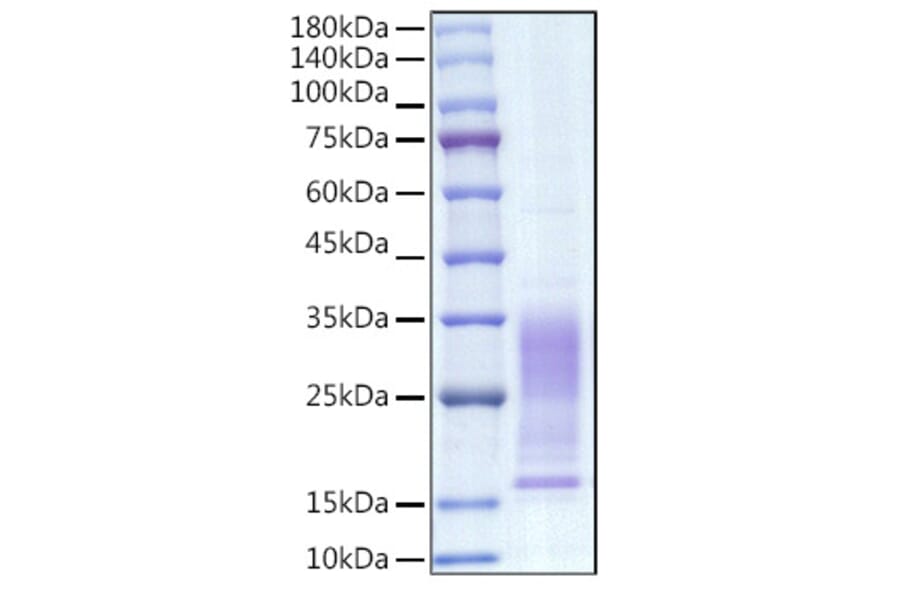 SDS-PAGE - Recombinant Mouse IL-13 Protein (C-terminal His Tag) (A330814) - Antibodies.com