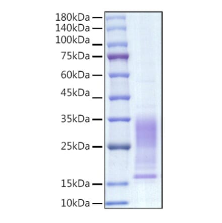 SDS-PAGE - Recombinant Mouse IL-13 Protein (C-terminal His Tag) (A330814) - Antibodies.com