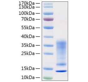 SDS-PAGE - Recombinant Human IL-13 Protein (C-terminal His Tag) (A330815) - Antibodies.com