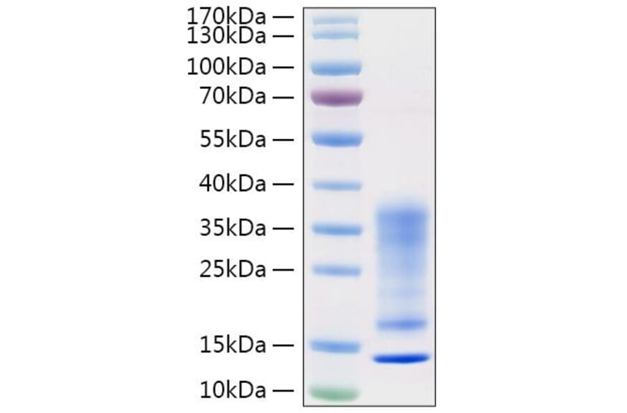SDS-PAGE - Recombinant Human IL-13 Protein (C-terminal His Tag) (A330815) - Antibodies.com