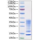 SDS-PAGE - Recombinant Human IL-13 Protein (C-terminal His Tag) (A330815) - Antibodies.com