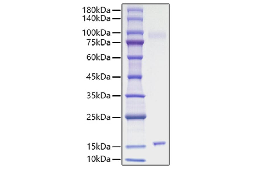 SDS-PAGE - Recombinant Mouse IL-15 Protein (C-terminal His Tag) (A330819) - Antibodies.com