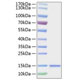 SDS-PAGE - Recombinant Human IL-15 Protein (C-terminal His Tag) (A330820) - Antibodies.com