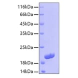 SDS-PAGE - Recombinant Human IL-16 Protein (C-terminal His Tag) (A330826) - Antibodies.com