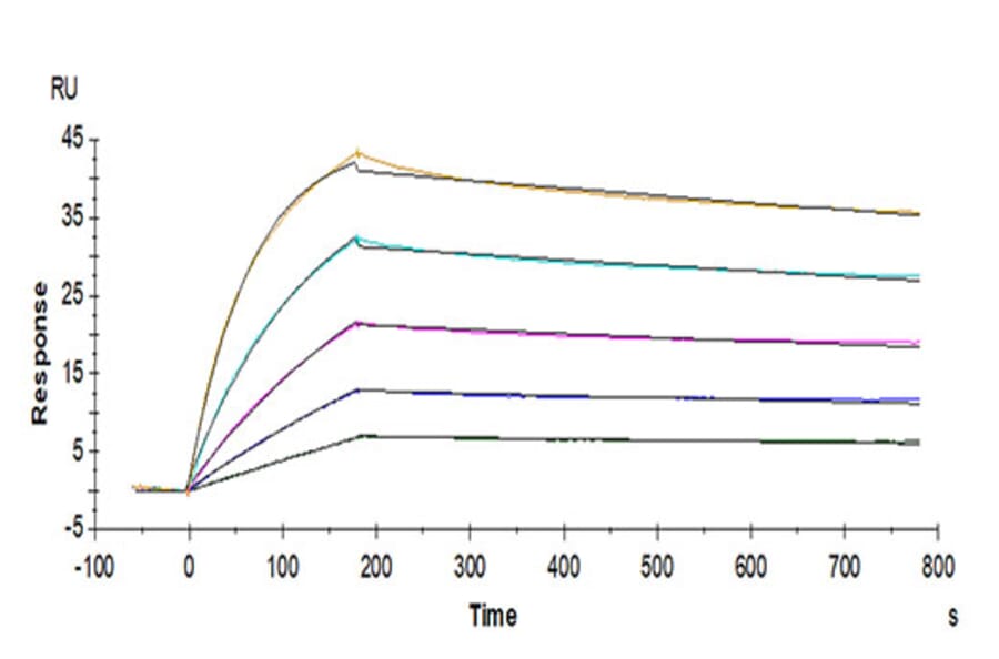 SPR Assay - Recombinant Human IL-17RB Protein (C-terminal His Tag) (A330836) - Antibodies.com