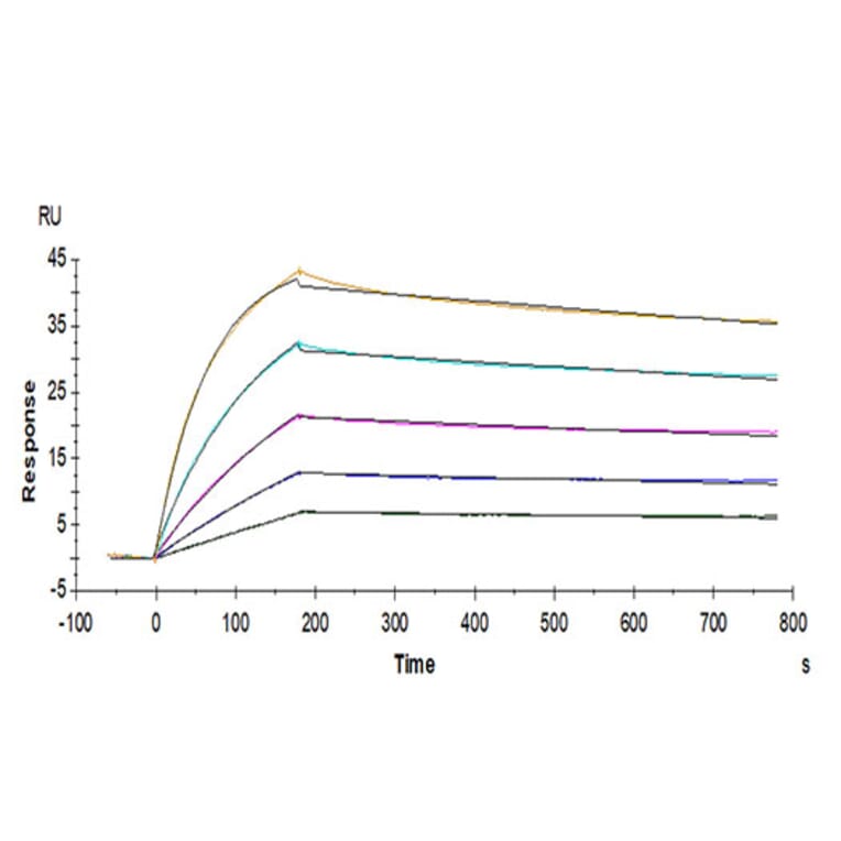 SPR Assay - Recombinant Human IL-17RB Protein (C-terminal His Tag) (A330836) - Antibodies.com
