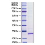 SDS-PAGE - Recombinant Mouse IL-18 Protein (C-terminal His Tag) (A330838) - Antibodies.com